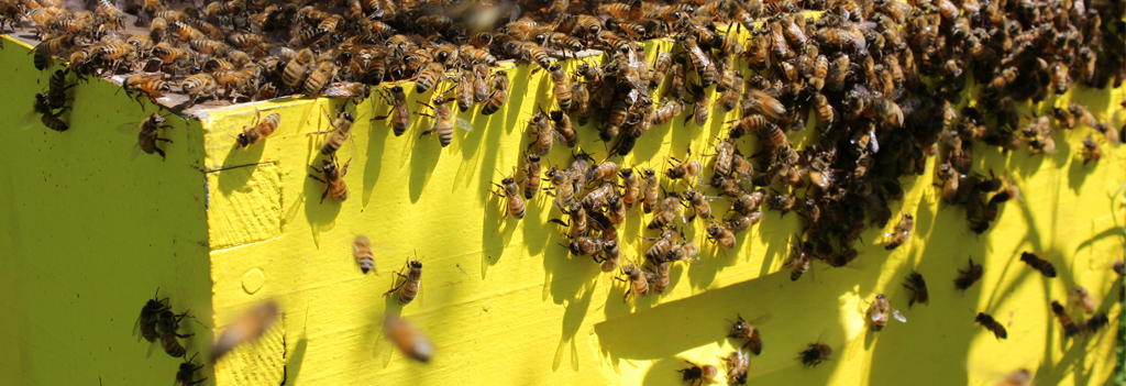 Beekeeping Workshop